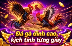 zhinengsuoju Đá Gà